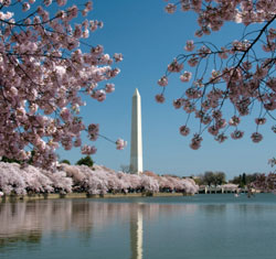 Cherry Blossoms surrounding Washington Monument