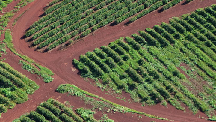 Update: Hawaii First to Ban Dangerous Chlorpyrifos Pesticide