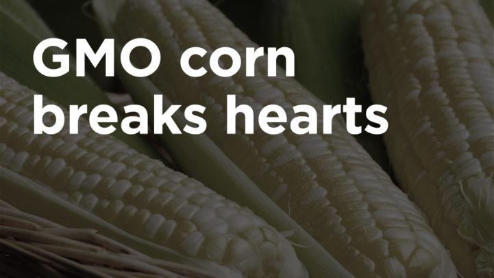 Corn’s Part in an Upward Trend Yielding Downward Results Corn’s Part in an Upward Trend Yielding Downward Results