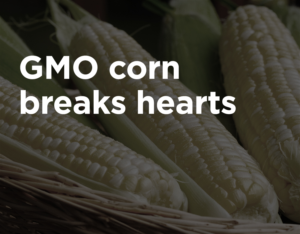 Corn’s Part in an Upward Trend Yielding Downward Results