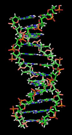 DNA double helix