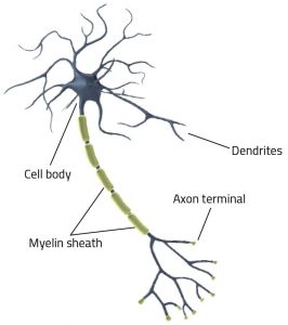 neuron