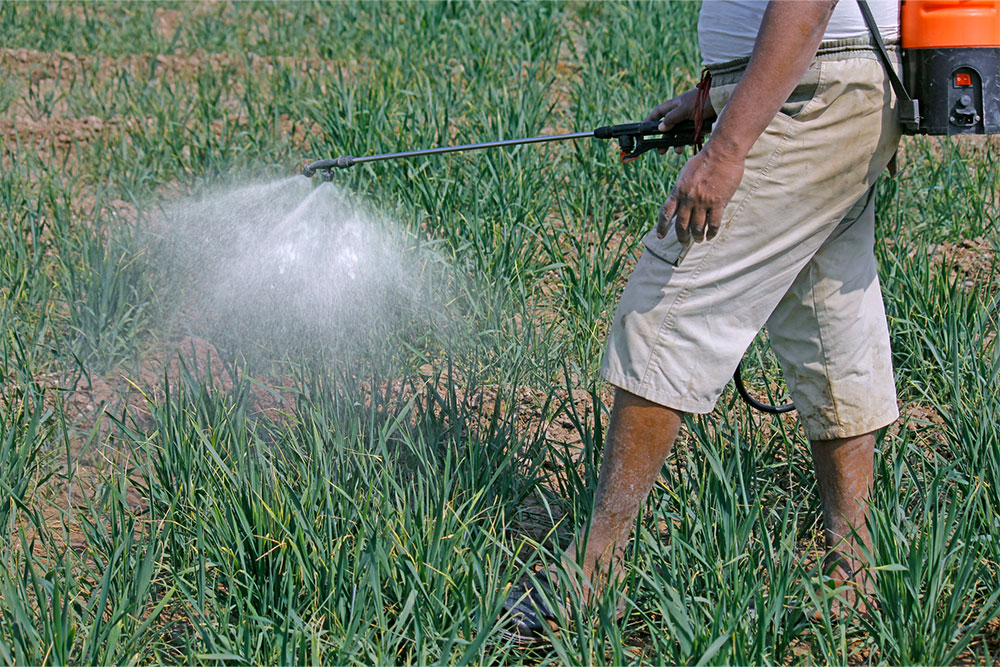 Monsanto’s glyphosate-based pesticides and herbicides are sprayed across the U.S., from Napa Valley vineyards to Hawai‘i fields.