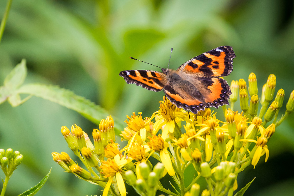 Pesticides are Seriously Threatening Global Ecosystems