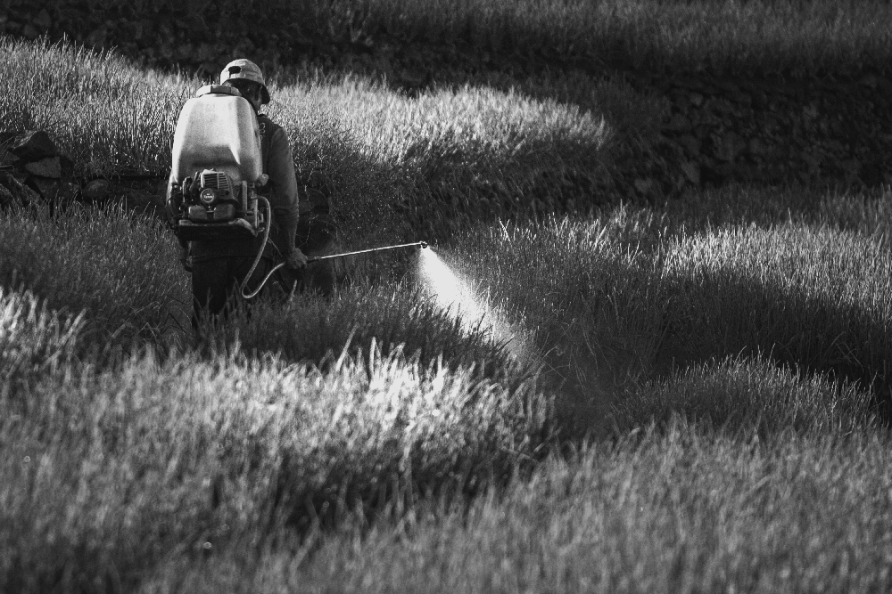 Is Roundup Safe? What You Need to Know About Glyphosate Exposure