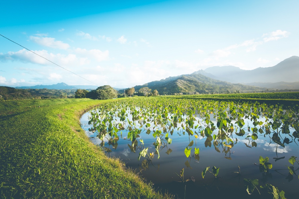Negative Effects of Pesticides Include Cancer, Non-Hodgkin’s Lymphoma and Parkinson’s Disease